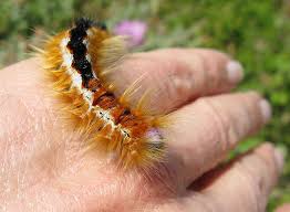 Attēlu rezultāti vaicājumam “Lasiocampidae”