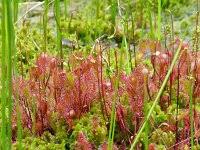 Attēlu rezultāti vaicājumam “Drosera x obovata”