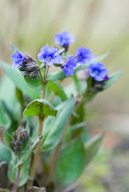 Attēlu rezultāti vaicājumam “Pulmonaria angustifolia fruit”