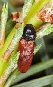 Attēlu rezultāti vaicājumam “Ampedus pomorum”