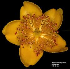 Attēlu rezultāti vaicājumam “Clusiaceae”