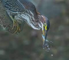 Image result for Butorides virescens