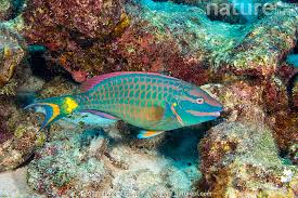 Image result for Sparisoma viride