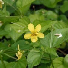 Attēlu rezultāti vaicājumam “Viola palustris flower”