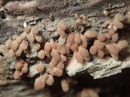 Attēlu rezultāti vaicājumam “Arcyria minuta”