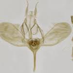 Attēlu rezultāti vaicājumam “Ypsolopha asperella”