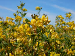 Attēlu rezultāti vaicājumam “Medicago x varia  flower”