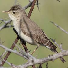 Image result for Hippolais pallida