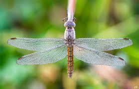 Attēlu rezultāti vaicājumam “Orthetrum brunneum”