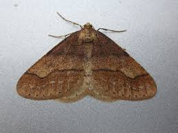 Attēlu rezultāti vaicājumam “Agriopis marginaria”