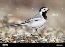 Attēlu rezultāti vaicājumam “Motacilla alba”