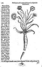 Attēlu rezultāti vaicājumam “Scorzonera humilis bud”