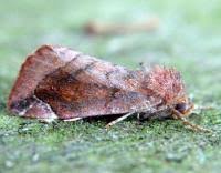 Attēlu rezultāti vaicājumam “Cosmia pyralina”