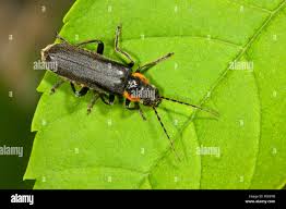 Attēlu rezultāti vaicājumam “Cantharis obscura”