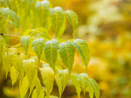 Attēlu rezultāti vaicājumam “Juglans mandshurica leaf”