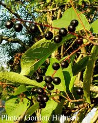 Attēlu rezultāti vaicājumam “Prunus (bird-cherry tree)”