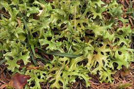 Attēlu rezultāti vaicājumam “Cetraria islandica”