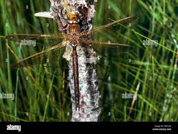 Attēlu rezultāti vaicājumam “Aeshna grandis”