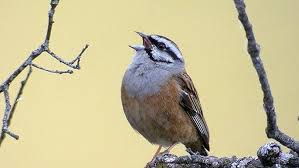 Image result for Emberiza cia