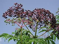 Attēlu rezultāti vaicājumam “Adoxaceae”