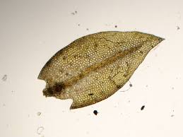 Attēlu rezultāti vaicājumam “Tetraphis pellucida”