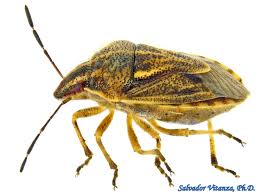 Attēlu rezultāti vaicājumam “Pentatomidae”