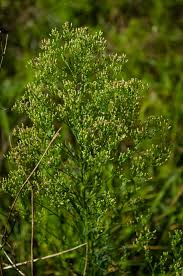 Attēlu rezultāti vaicājumam “Erigeron canadensis”