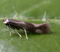 Attēlu rezultāti vaicājumam “Bucculatricidae”