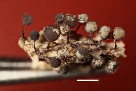 Attēlu rezultāti vaicājumam “Collaria arcyrionema”