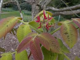 Attēlu rezultāti vaicājumam “Juglans cinerea flower”