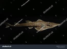 Image result for Rhynchobatus australiae