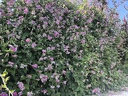 Attēlu rezultāti vaicājumam “Dipogon sp.”