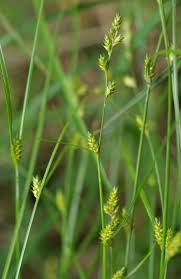 Attēlu rezultāti vaicājumam “Carex lepidocarpa leaf”