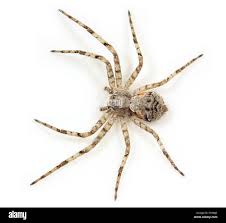 Attēlu rezultāti vaicājumam “Philodromidae”