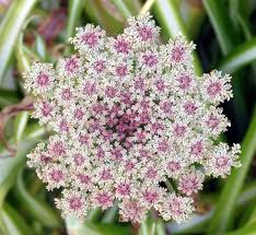 Attēlu rezultāti vaicājumam “Umbelliferae”
