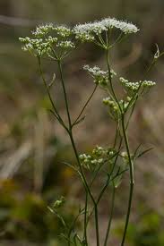 Image result for Pimpinella saxifraga