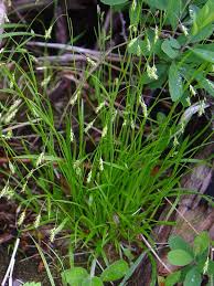 Attēlu rezultāti vaicājumam “Carex capillaris fruit”
