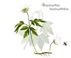 Image result for Buschwindröschen