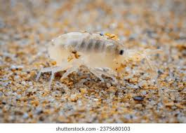 Attēlu rezultāti vaicājumam “Talitrus saltator”