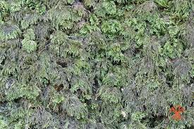 Attēlu rezultāti vaicājumam “Thamnobryum alopecurum”