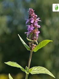 Attēlu rezultāti vaicājumam “Stachys palustris flower”