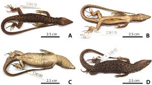 Attēlu rezultāti vaicājumam “Lycogala persicum sessile”