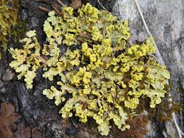 Attēlu rezultāti vaicājumam “Vulpicida pinastri”