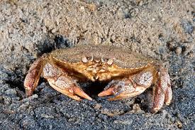 Image result for Cancer irroratus