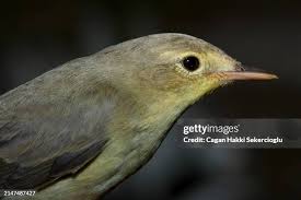 Attēlu rezultāti vaicājumam “Hippolais icterina adult”