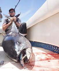 Image result for giant tuna