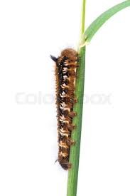 Attēlu rezultāti vaicājumam “Euthrix potatoria larva”