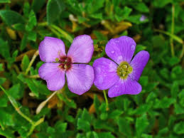 Attēlu rezultāti vaicājumam “Aubrieta deltoidea leaf”