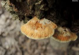 Attēlu rezultāti vaicājumam “Inonotus radiatus”