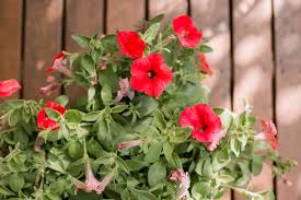Image result for Petunia